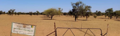Pubblicazione: “The Great Green Wall: political ecology of a phantom project”